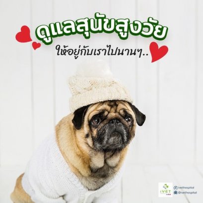 ดูแลสุนัขสูงวัย มีอะไรบ้าง